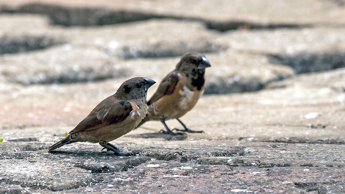 Bronze Mannikin [Spermestes cucullata cucullata]