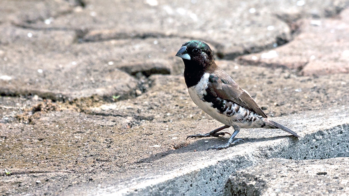 Bronze Mannikin [Spermestes cucullata cucullata]