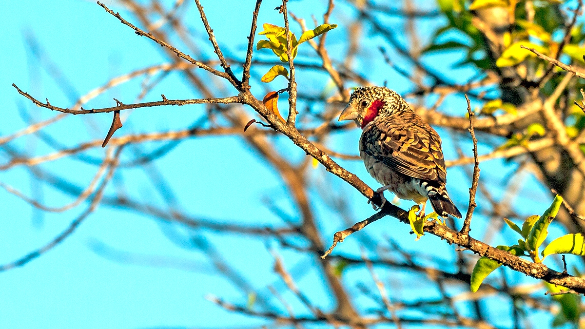 Cut-throat Finch [Amadina fasciata contigua]