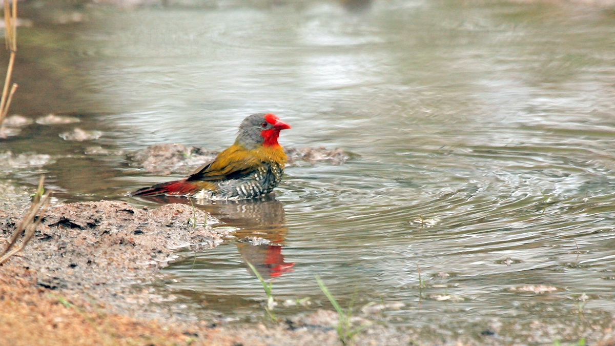 Green-winged Pytilia [Pytilia melba melba]
