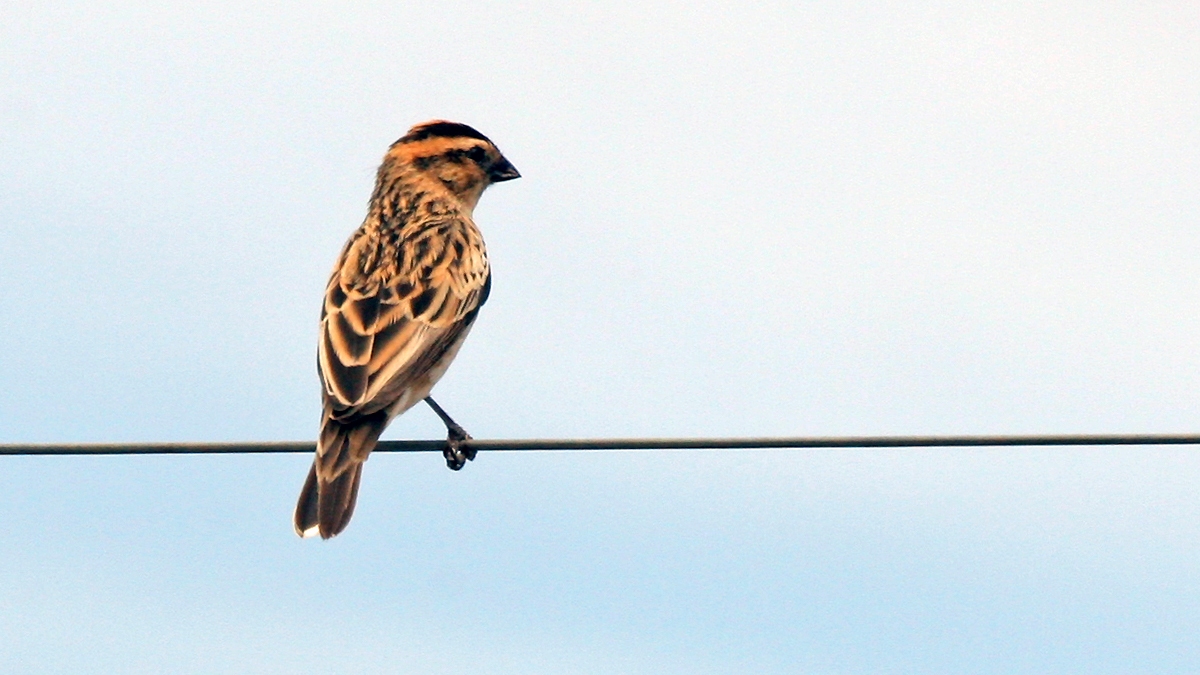 Pin-tailed Whydah [Vidua macroura]