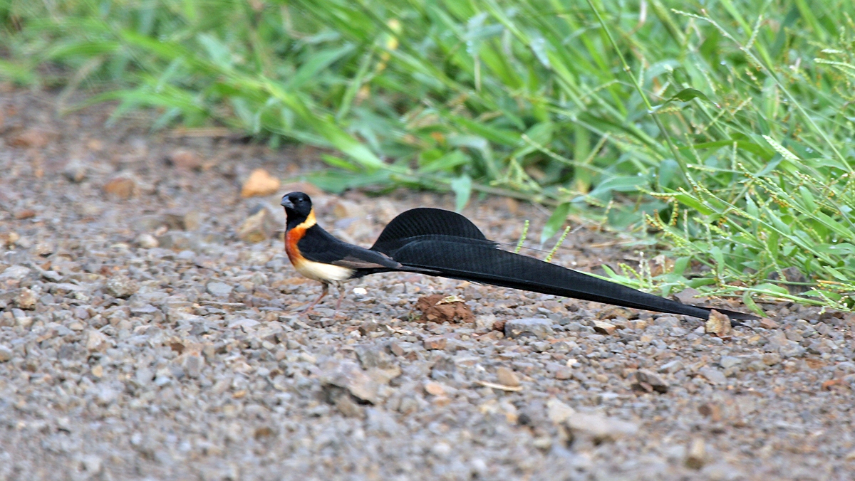 Long-tailed Paradise Whydah [Vidua paradisaea]