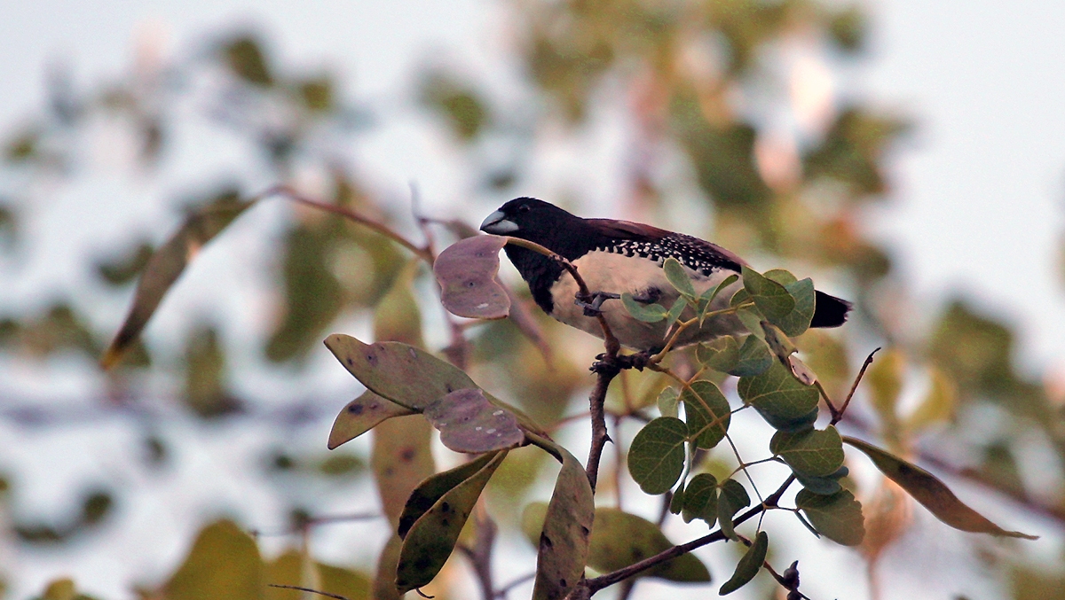 Black-and-white Mannikin [Spermestes bicolor nigriceps]