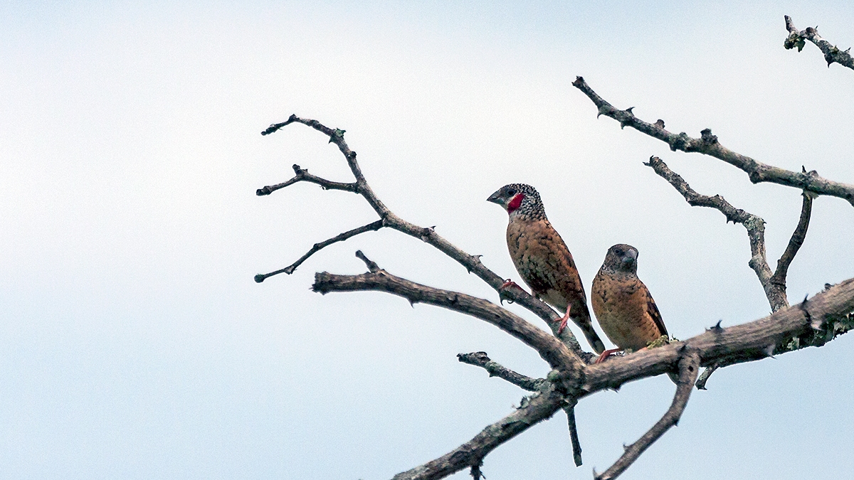 Cut-throat Finch [Amadina fasciata contigua]