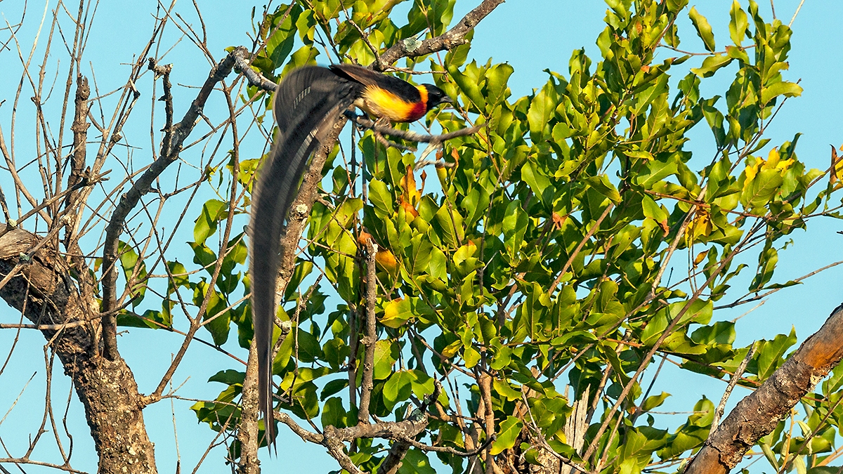 Long-tailed Paradise Whydah [Vidua paradisaea]