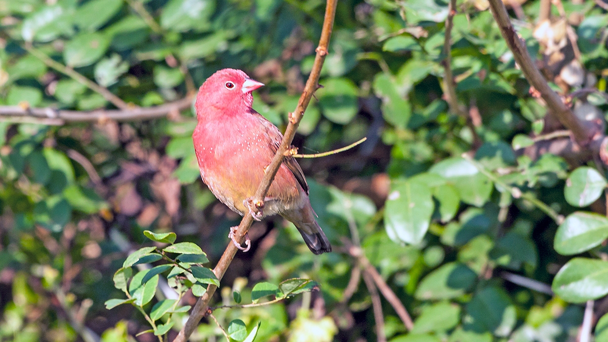 Red-billed Firefinch [Lagonosticta senegala rendalli]