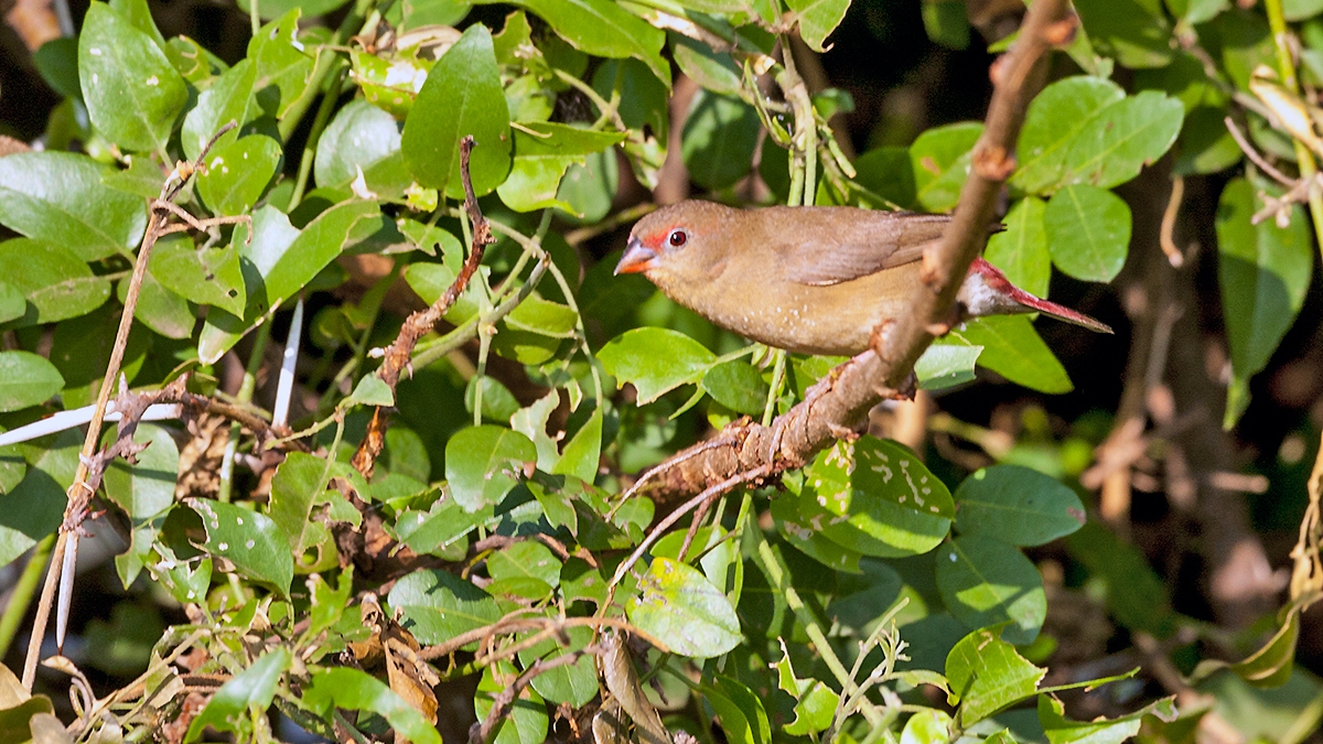 Red-billed Firefinch [Lagonosticta senegala rendalli]