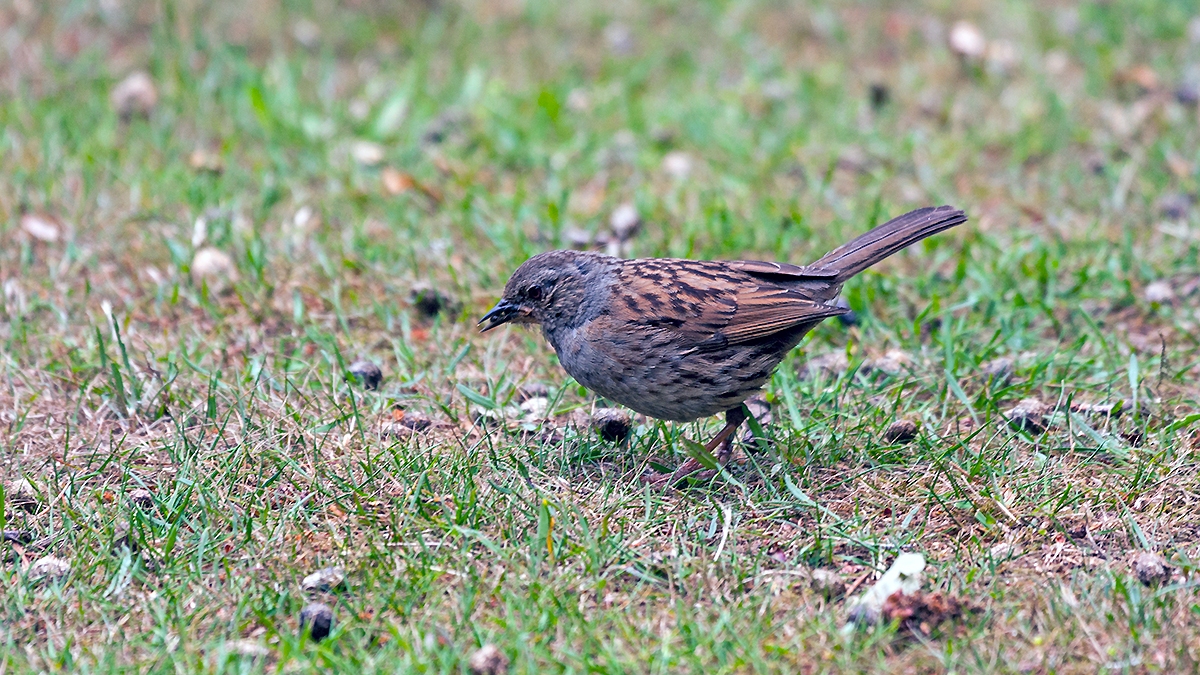Dunnock [Prunella modularis occidentalis]