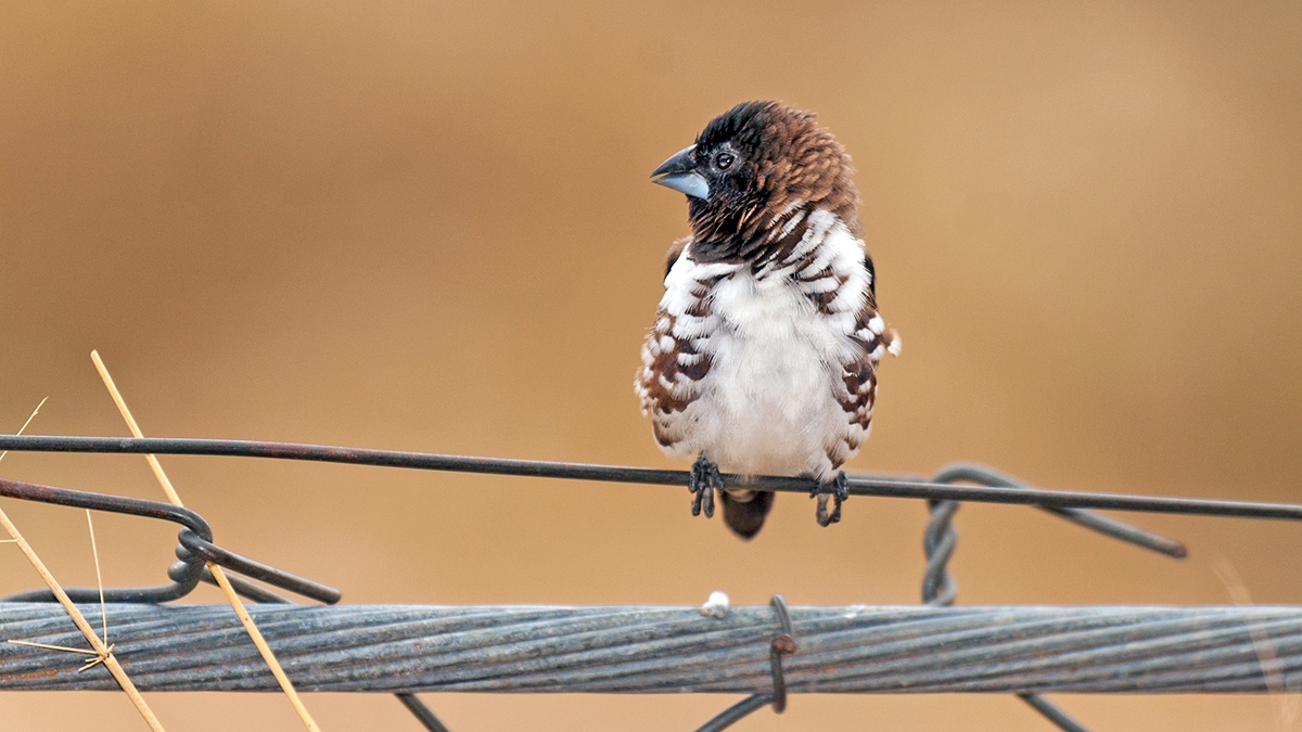 Bronze Mannikin [Spermestes cucullata scutata]