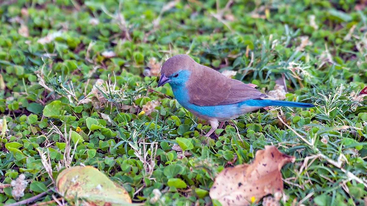 Blue Waxbill [Uraeginthus angolensis niassensis]
