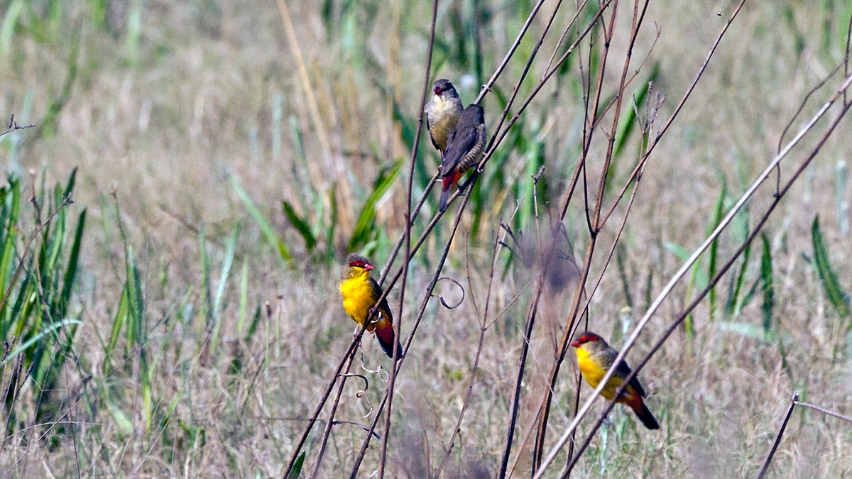 Orange-breasted Waxbill [Amandava subflava clarkeia]