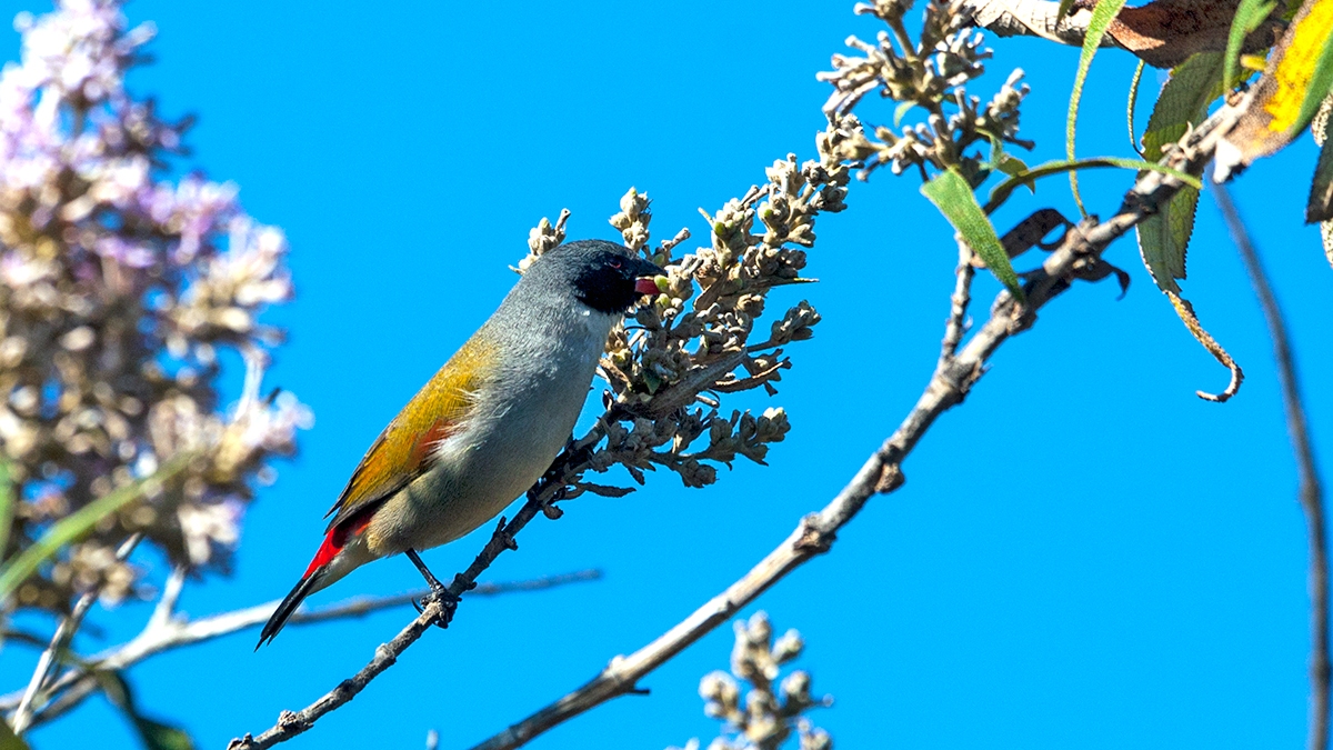 Swee Waxbill [Coccopygia melanotis]