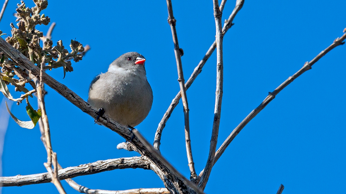 Swee Waxbill [Coccopygia melanotis]