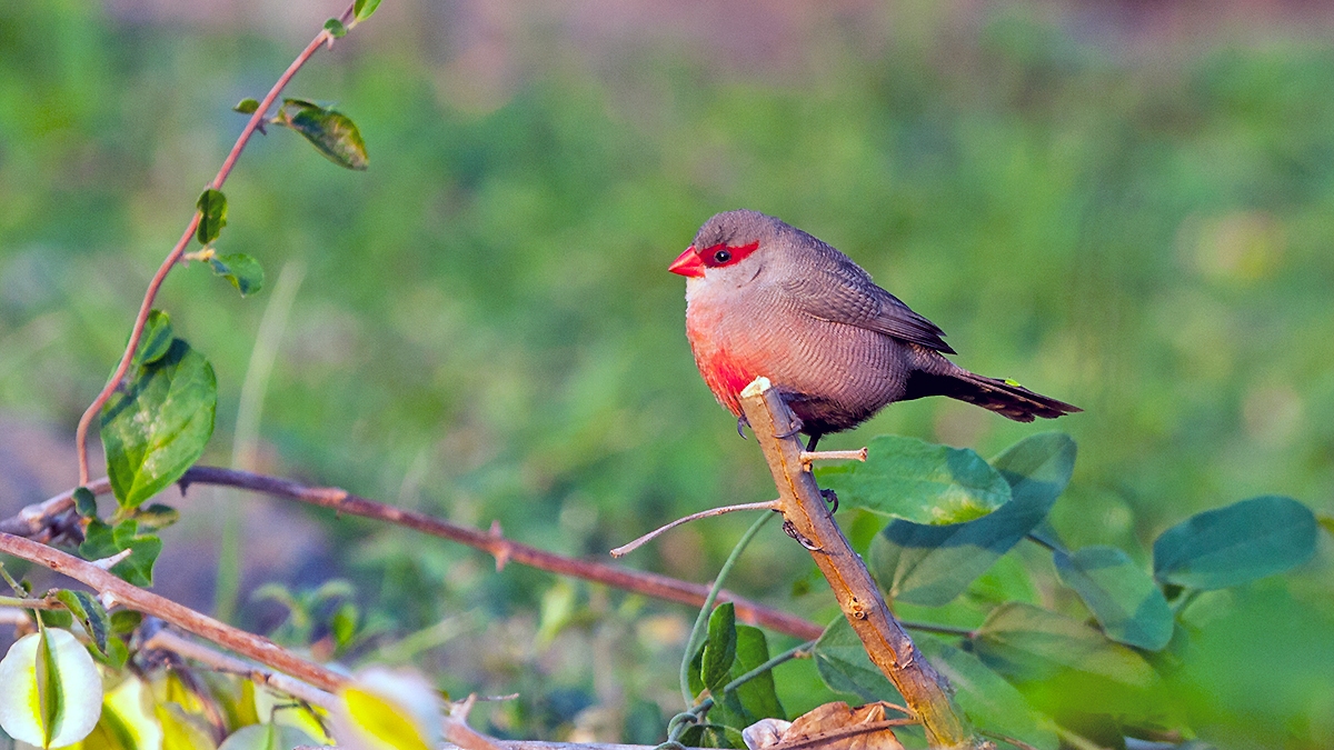 Common Waxbill [Estrilda astrild tenebridorsa]
