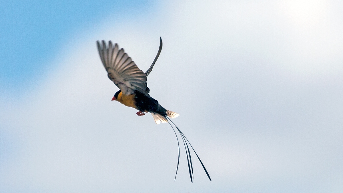 Shaft-tailed Whydah [Vidua regia]