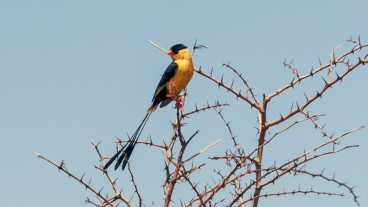 Shaft-tailed Whydah [Vidua regia]