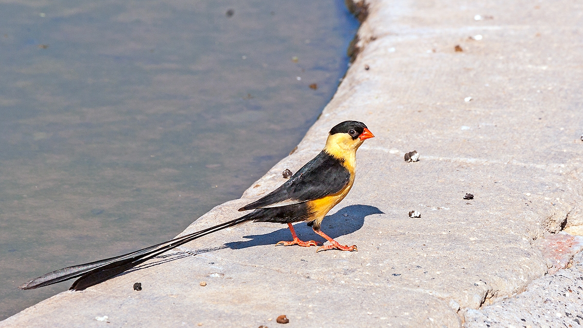 Shaft-tailed Whydah [Vidua regia]