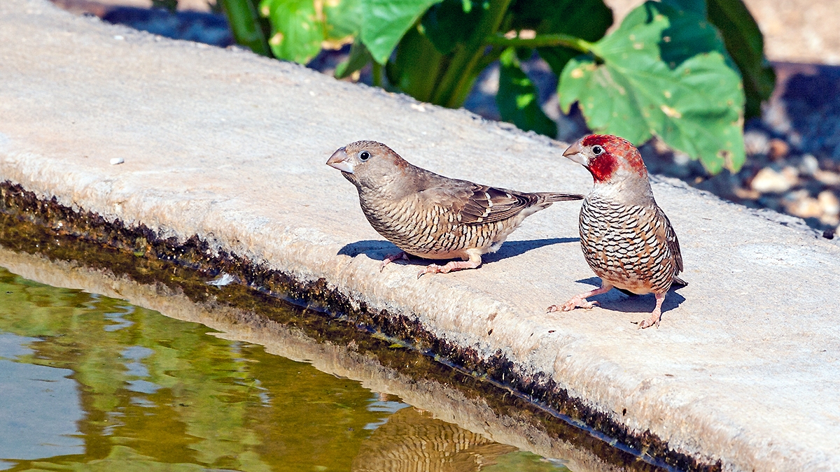 Red-headed Finch [Amadina erythrocephala]
