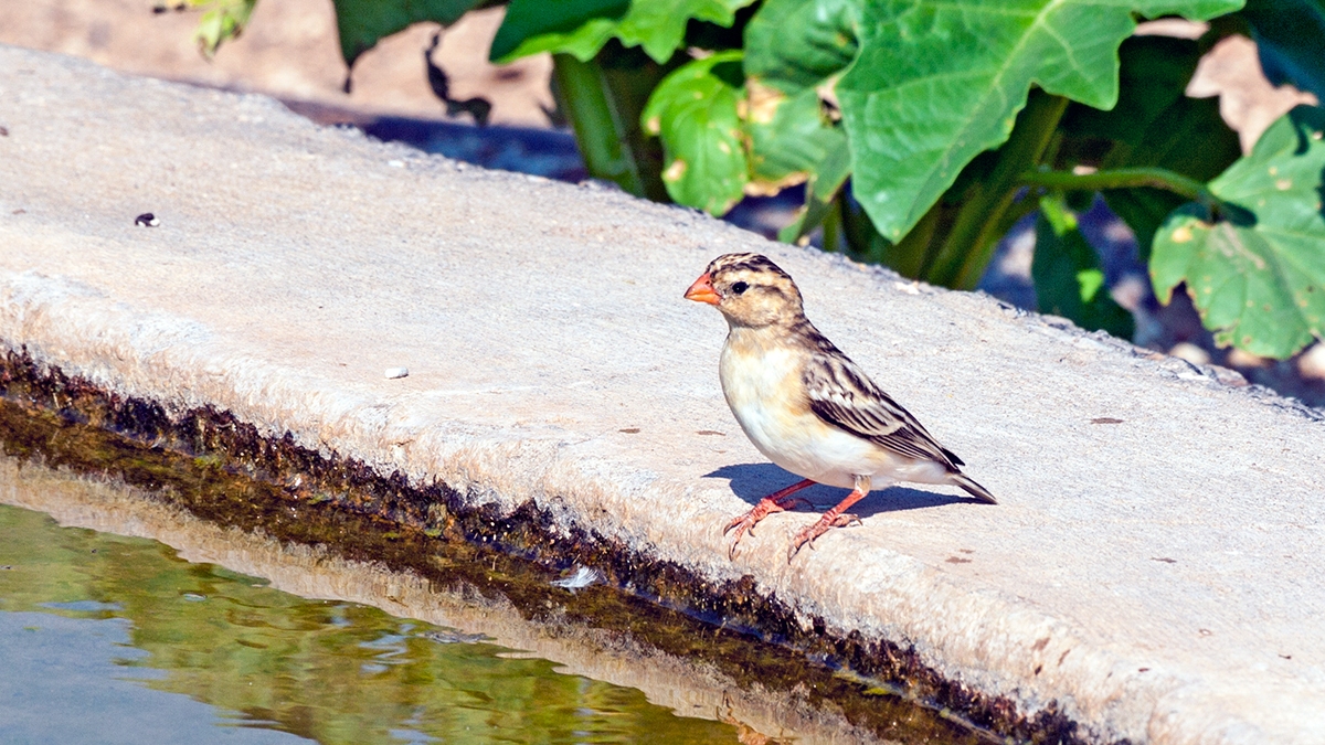 Shaft-tailed Whydah [Vidua regia]