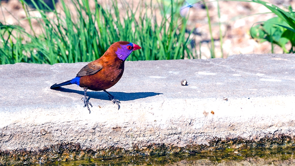 Violet-eared Waxbill [Granatina granatina]