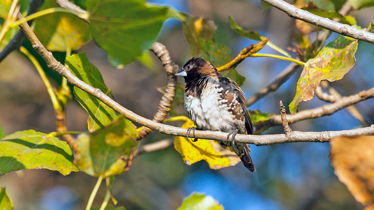 Bronze Mannikin [Spermestes cucullata scutata]