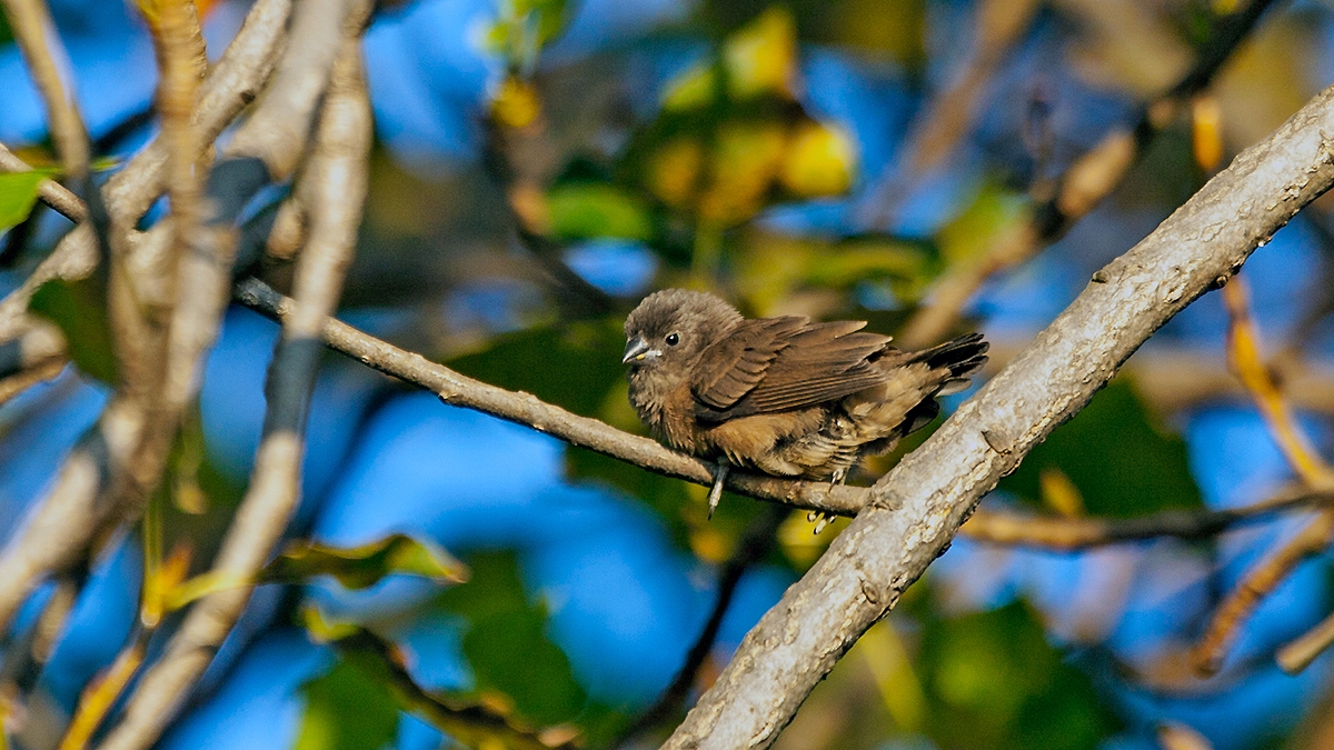 Bronze Mannikin [Spermestes cucullata scutata]