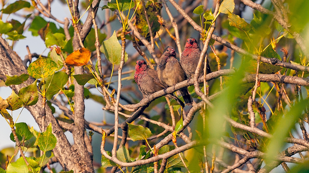 Brown Firefinch [Lagonosticta nitidula]