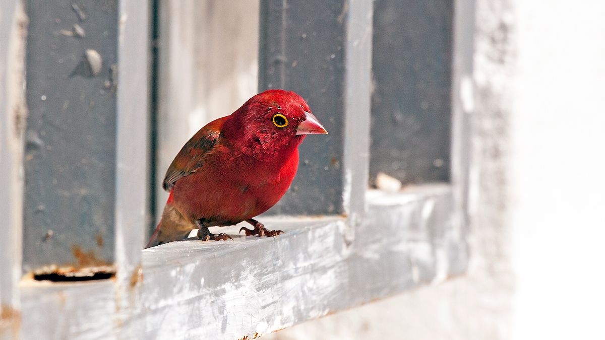 Red-billed Firefinch [Lagonosticta senegala senegala]