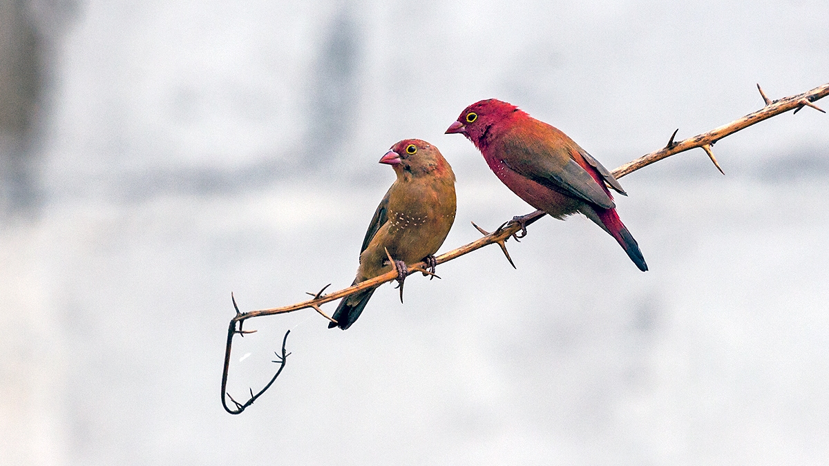 Red-billed Firefinch [Lagonosticta senegala senegala]