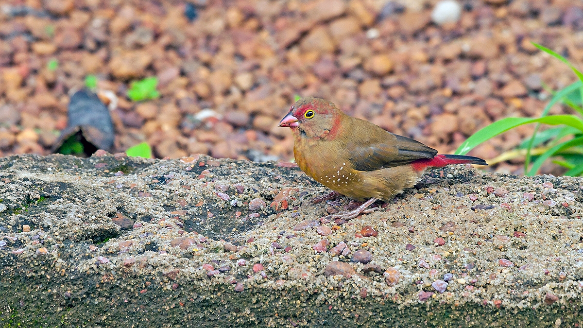 Red-billed Firefinch [Lagonosticta senegala senegala]