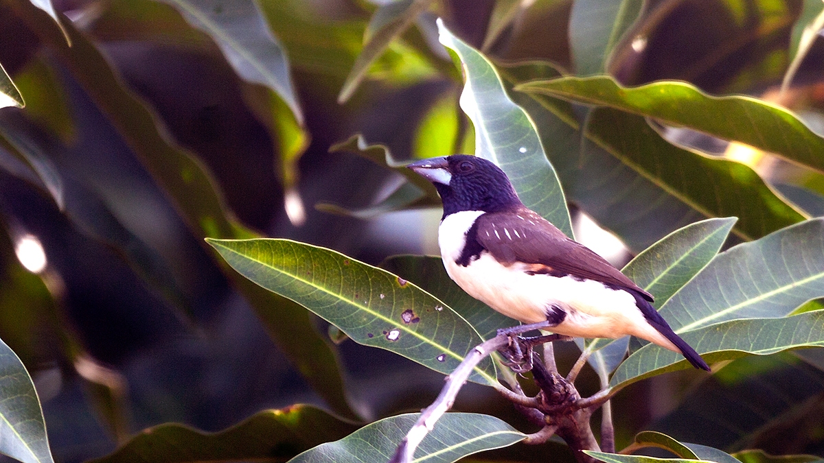 Magpie Mannikin [Spermestes fringilloides]