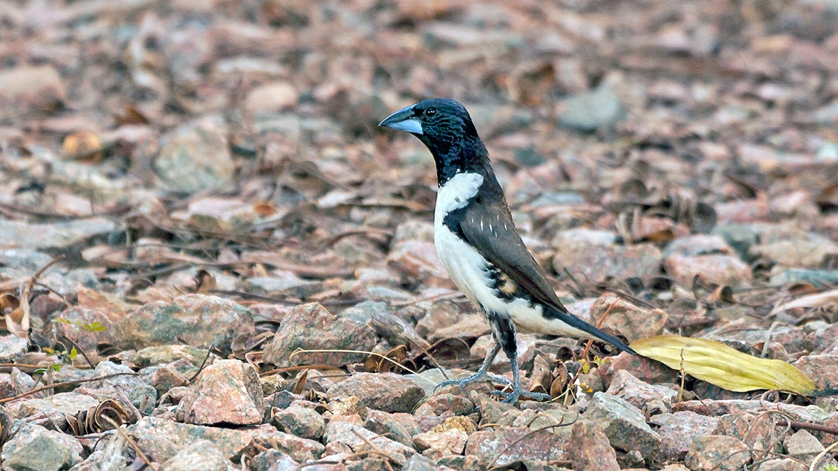 Magpie Mannikin [Spermestes fringilloides]