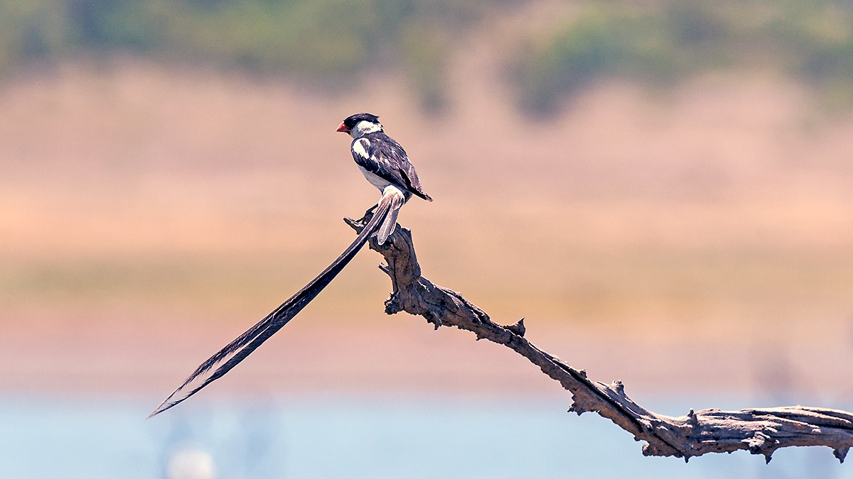Pin-tailed Whydah [Vidua macroura]