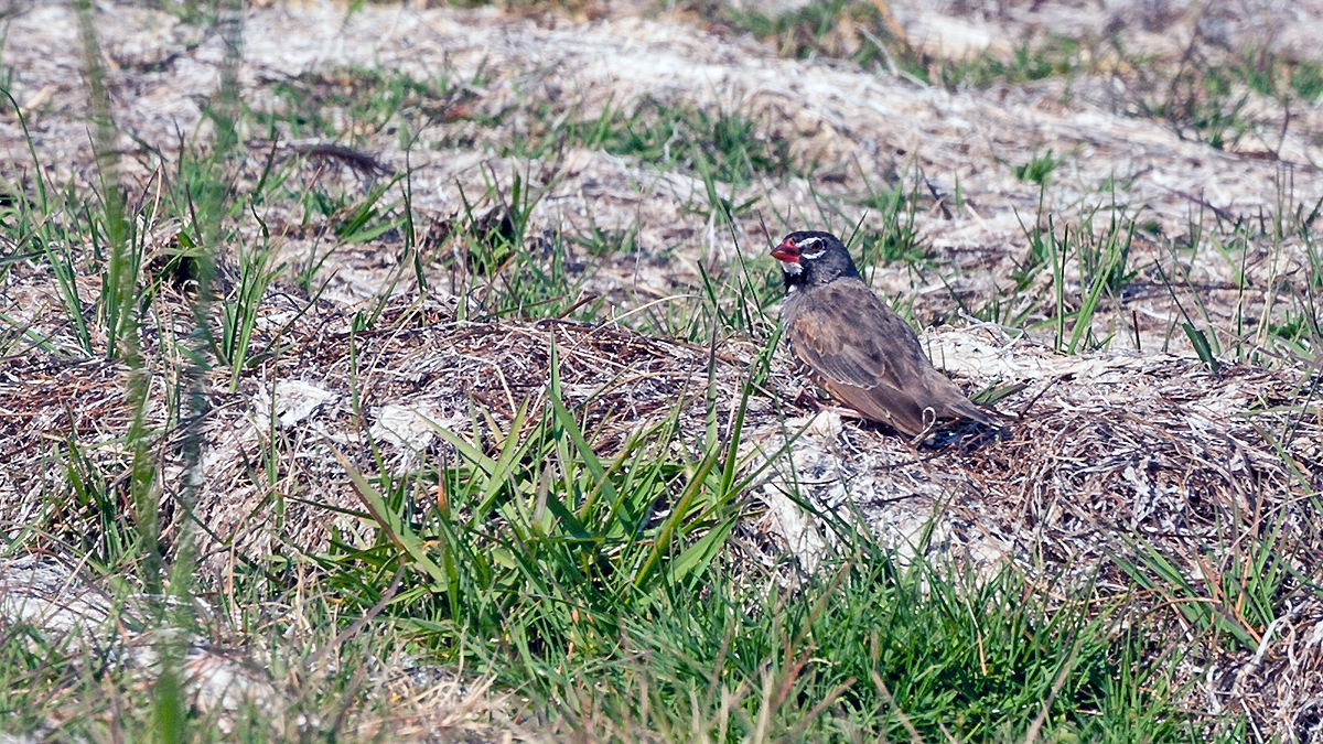 Quailfinch [Ortygospiza atricollis digressa]