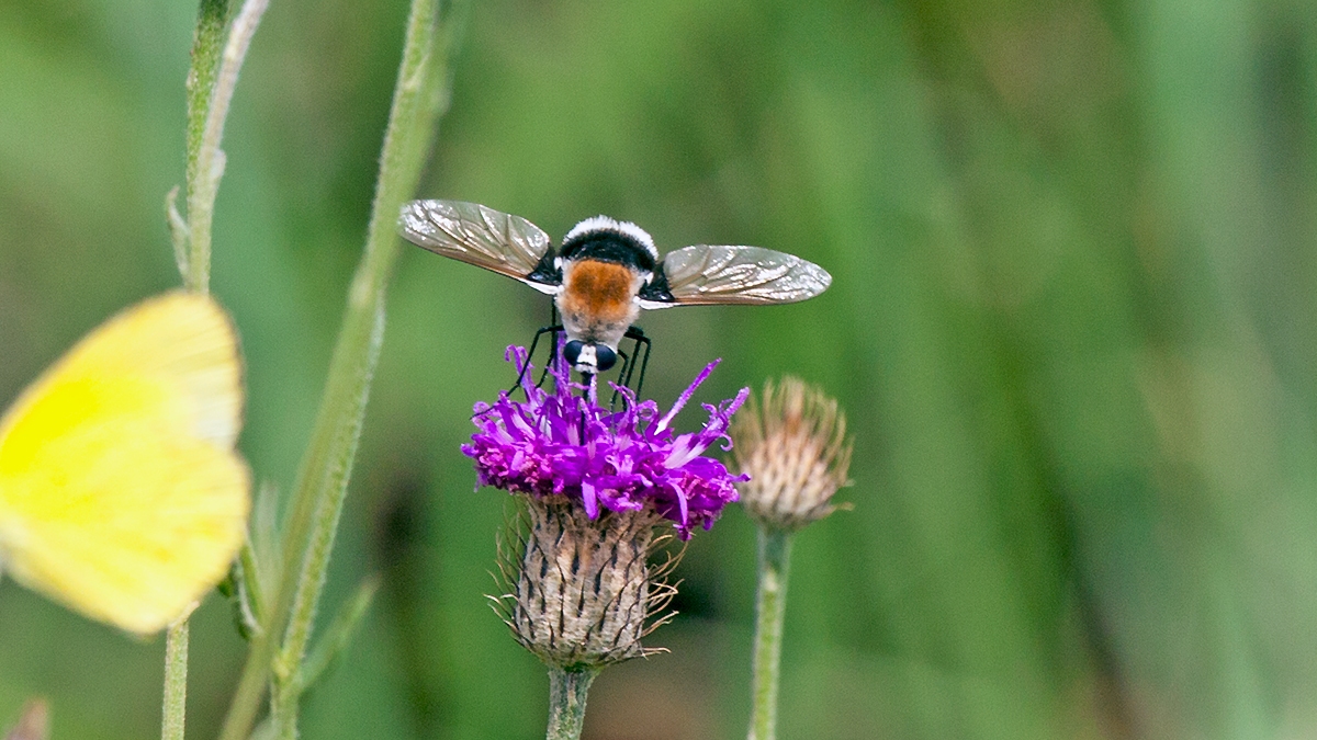 White-tailed Bee Fly [Bombomyia discoidea]