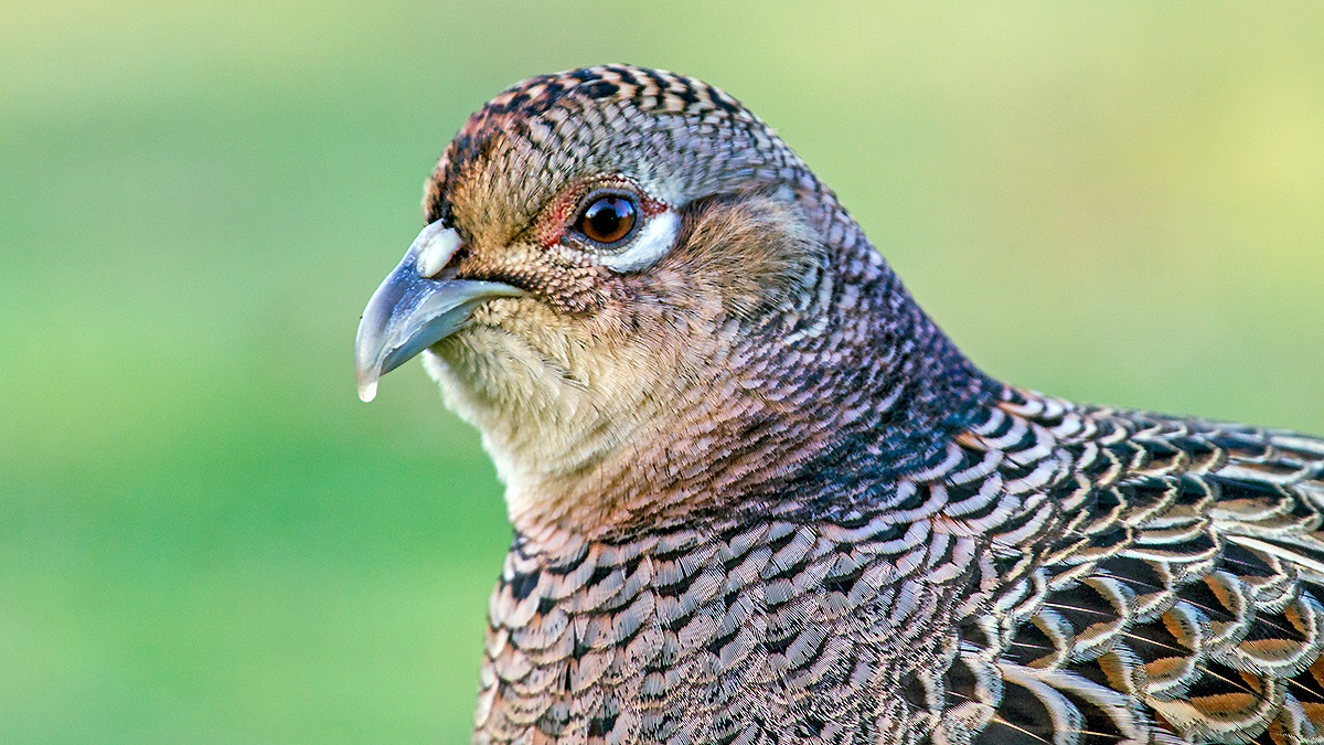 Common Pheasant [Phasianus colchicus colchicus]