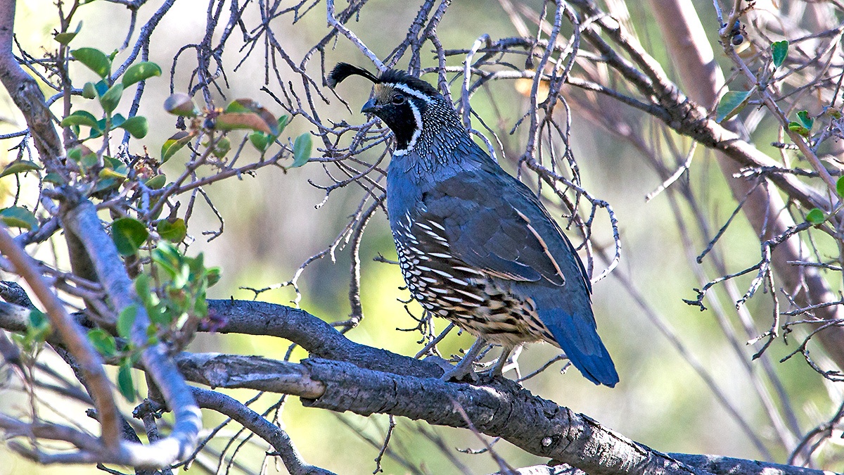 California Quail [Callipepla californica]