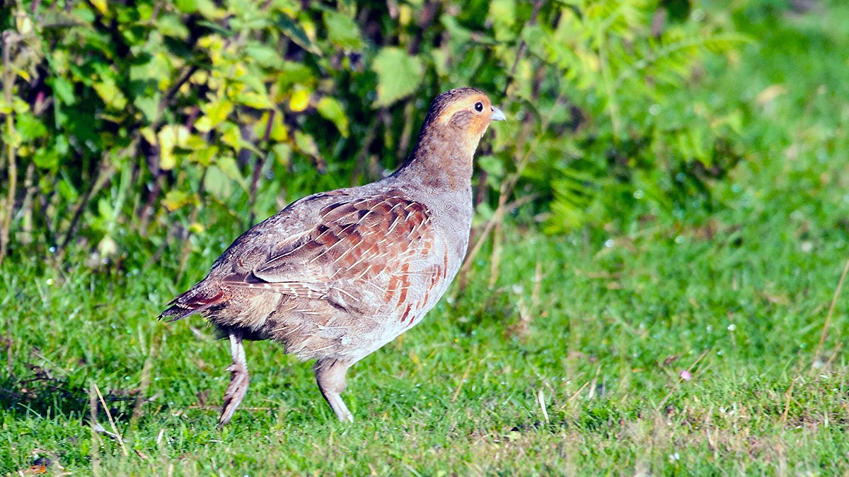 Grey Partridge [Perdix perdix perdix]