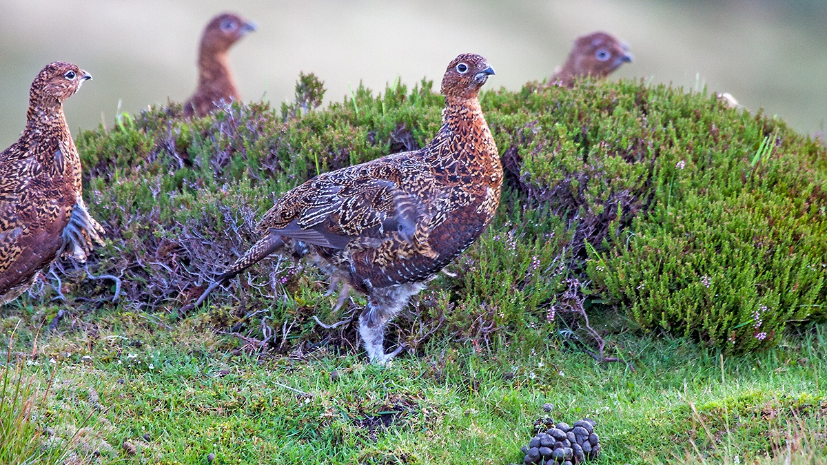 Red Grouse [Lagopus scotica]