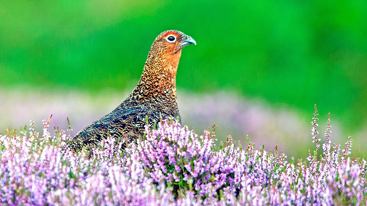 Red Grouse [Lagopus scotica]