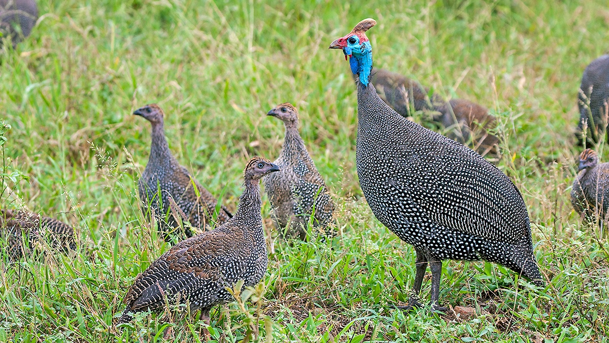 Helmeted Guineafowl [Numida meleagris coronatus]