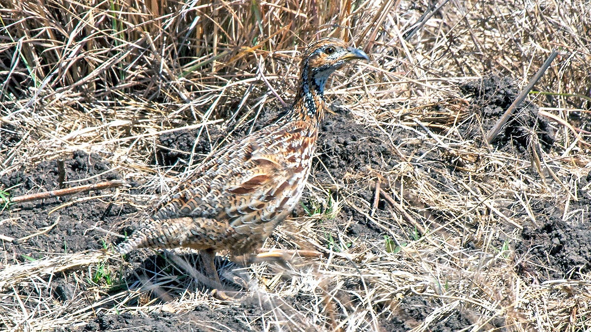 Orange River Francolin [Scleroptila gutturalis levaillantoides]