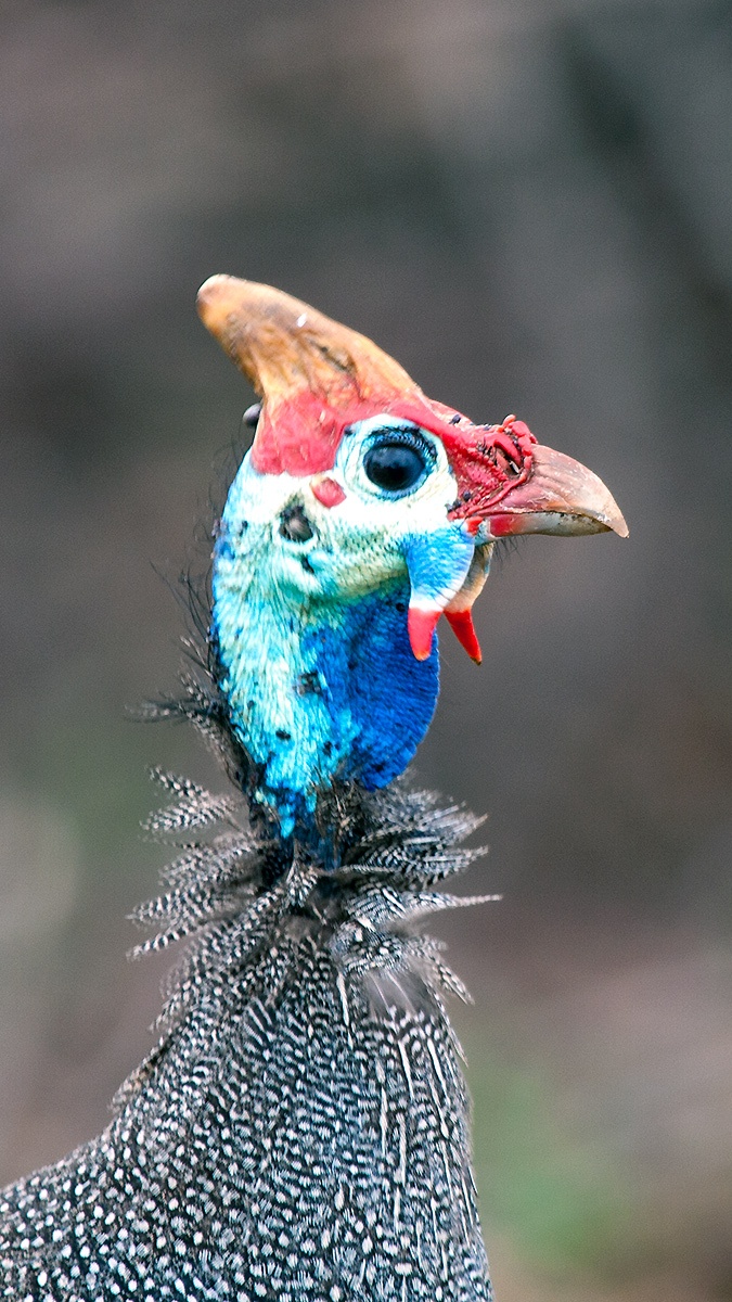 Helmeted Guineafowl [Numida meleagris coronatus]