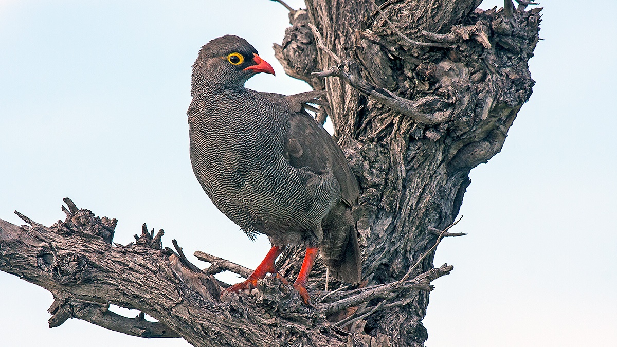 Red-billed Spurfowl [Pternistis adspersus adspersus]