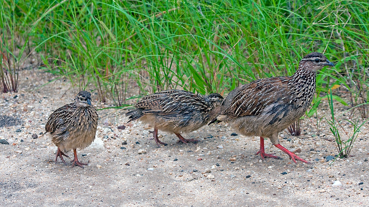 Crested Francolin [Ortygornis sephaena sephaena]