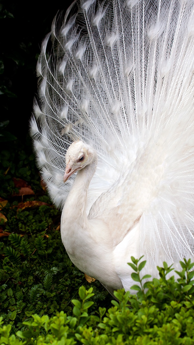 Indian Peafowl [Pavo cristatus]