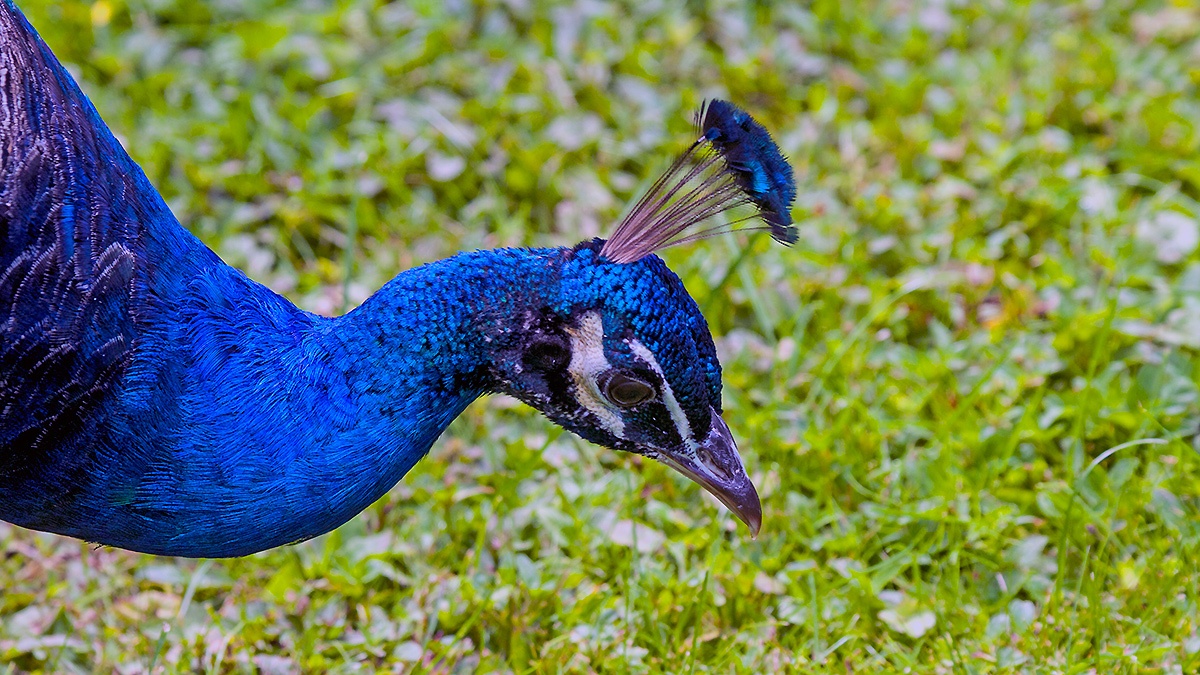 Indian Peafowl [Pavo cristatus]
