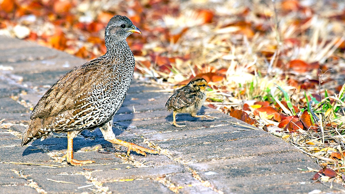 Natal Spurfowl [Pternistis natalensis natalensis]