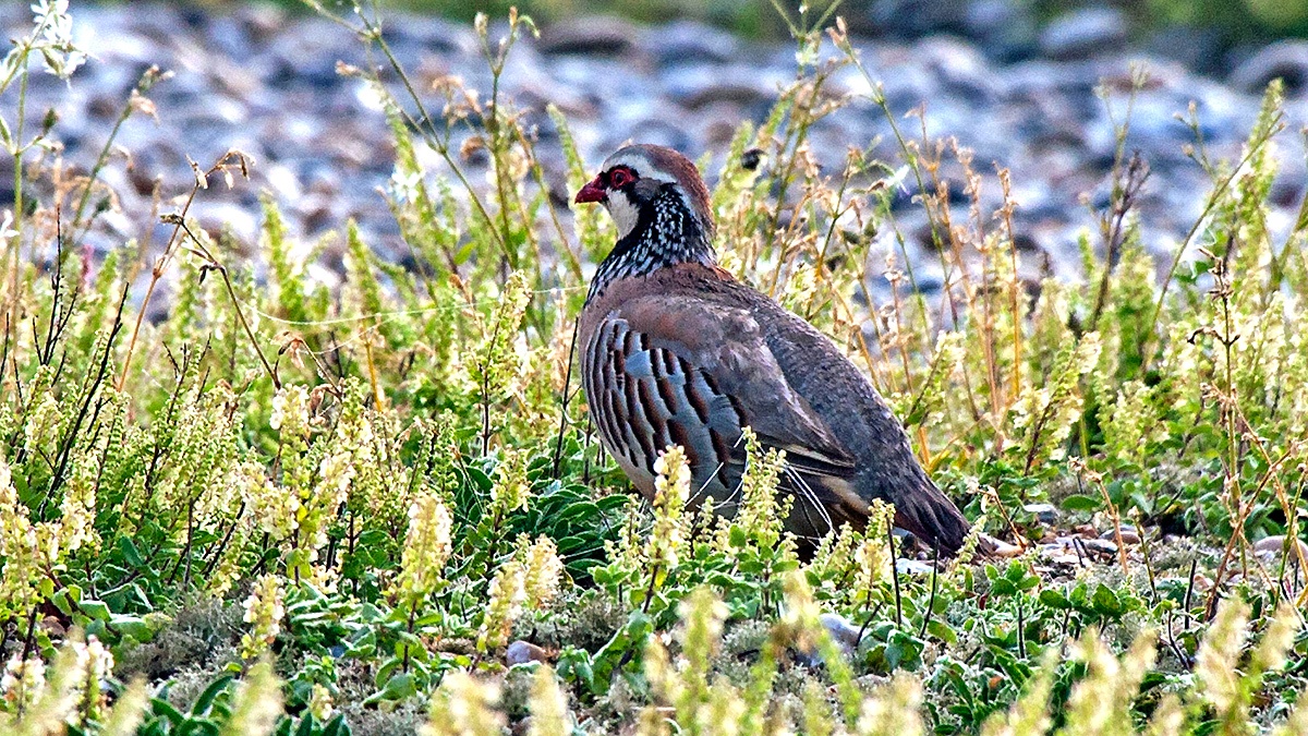 Red-legged Partridge [Alectoris rufa rufa]