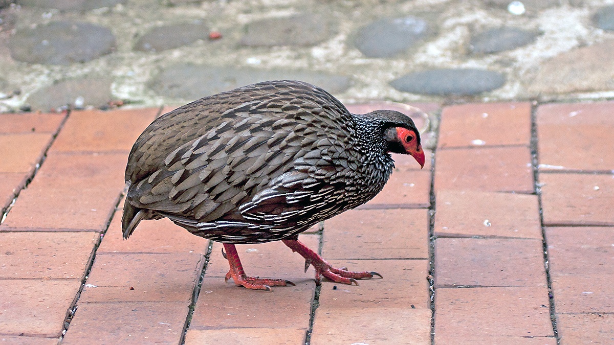 Red-necked Spurfowl [Pternistis afer castaneiventer]